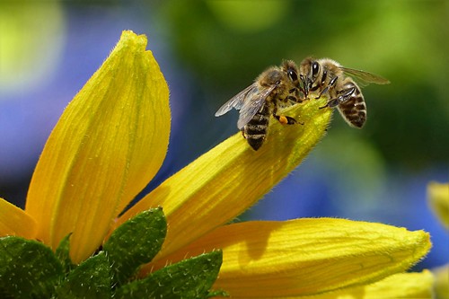 Helping the Honey Bees